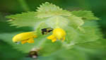 insekten007